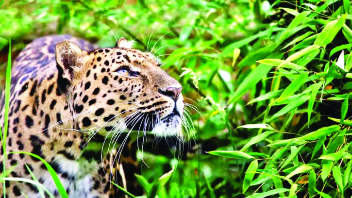 Which animals could go extinct by 2050? Which animals could go extinct by 2050?