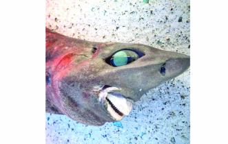 Mysterious ’nightmare’ shark dragged up from deep sea