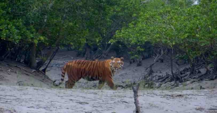 Sundarban tigers: Inbreeding leads to generation of weak, diseased cubs
