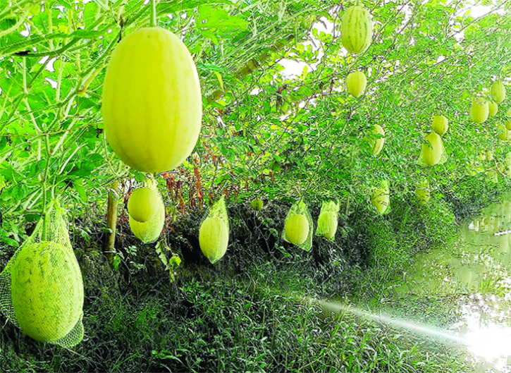 Farmers get bumper yield of untimely watermelon cultivation in Satkhira