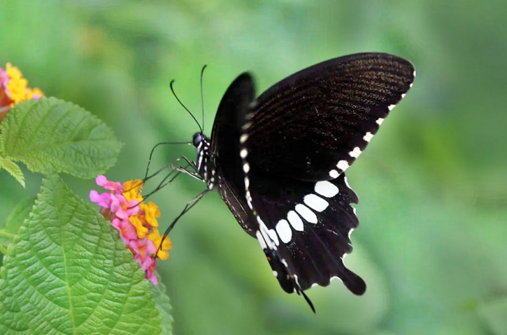 A butterfly sips honey from a flower. The picture was taken from Bibir Bazar in Cumilla.