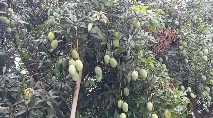 আষাঢ়েও রাঙ্গামাটির গাছে গাছে আমের হাসি, ভালো ফলনে চাঙ্গা বাজার