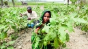 Toxic harvest: Toxic harvestFood safety slipping away in Bangladesh