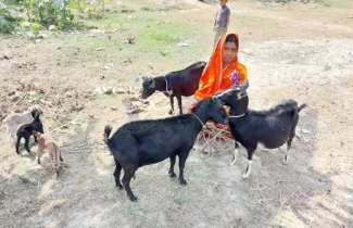Women becoming self-reliant rearing goat in char areas in Kurigram