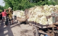 Water lilies turn source of livelihood for 3,000 people in Kashiani Water lilies turn source of livelihood for 3,000 people in Kashiani
