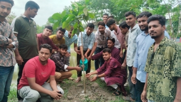Tree Plantation Program of Chhatra Dal Held at Nilphamari Government College on Instructions of Prim