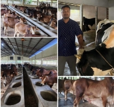 Farmers of Nilphamari Dream of Success in Cattle Markets Overcoming Production Cost Challenges