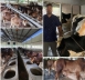 Farmers of Nilphamari Dream of Success in Cattle Markets Overcoming Production Cost Challenges