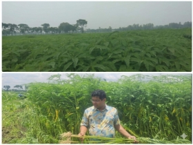 Silent Revolution of Green Manure at Nilphamari’s Domar BADC See Silent Revolution of Green Manure at Nilphamari’s Domar BADC See