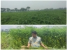 Silent Revolution of Green Manure at Nilphamari’s Domar BADC See Silent Revolution of Green Manure at Nilphamari’s Domar BADC See