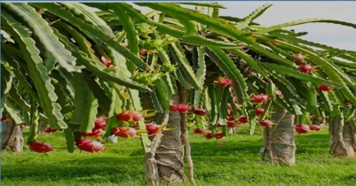 Immense opportunity of dragon fruits production in Bangladesh