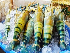 Khulna’s shrimp industry bounces back with rising exports