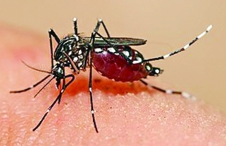 Dengue cases in Dhaka was 42,000 less in 2023 than in 2019