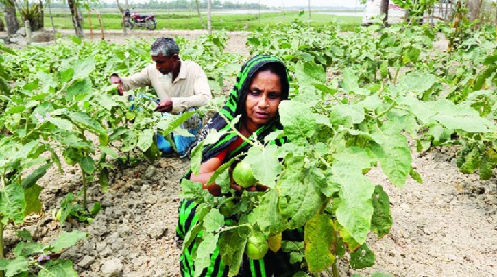 Toxic harvest: Toxic harvestFood safety slipping away in Bangladesh Toxic harvest: Toxic harvestFood safety slipping away in Bangladesh