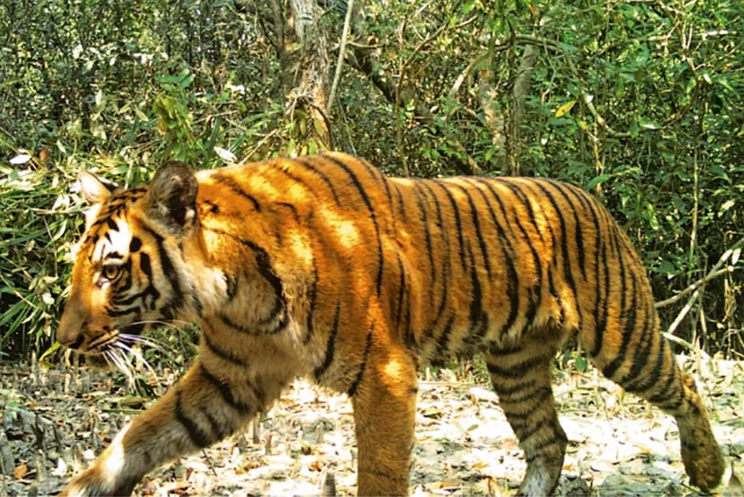 Sundarbans tiger population rises to 125