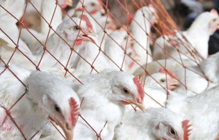 Price of broiler chicken reduced by Tk100 per KG: DNCRP DG Price of broiler chicken reduced by Tk100 per KG: DNCRP DG