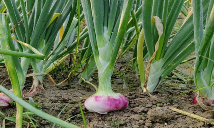 Country moving toward onion self-sufficiency with bumper harvest