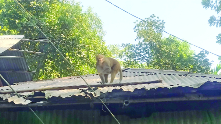 Monkeys in Korigram locality in search of food