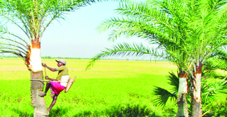 Farmers busy to collect date palm in Jhalakathi