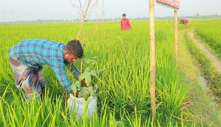 Boro farming increasing production in Thakurgaon