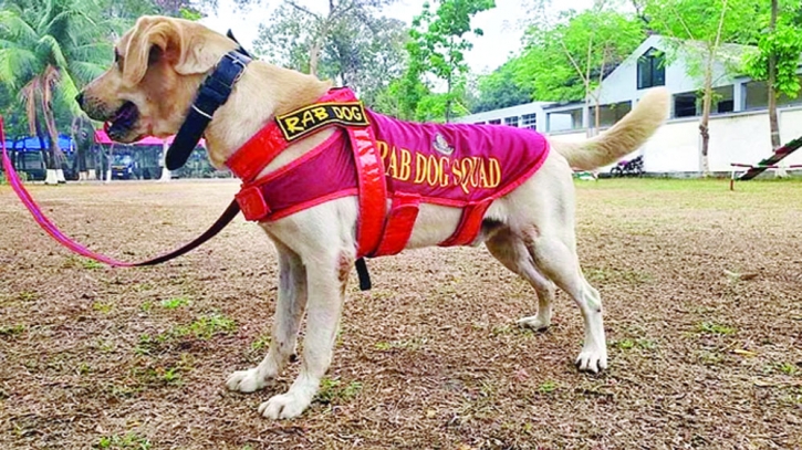 RAB rewards dog for sniffing out bodies from debris RAB rewards dog for sniffing out bodies from debris