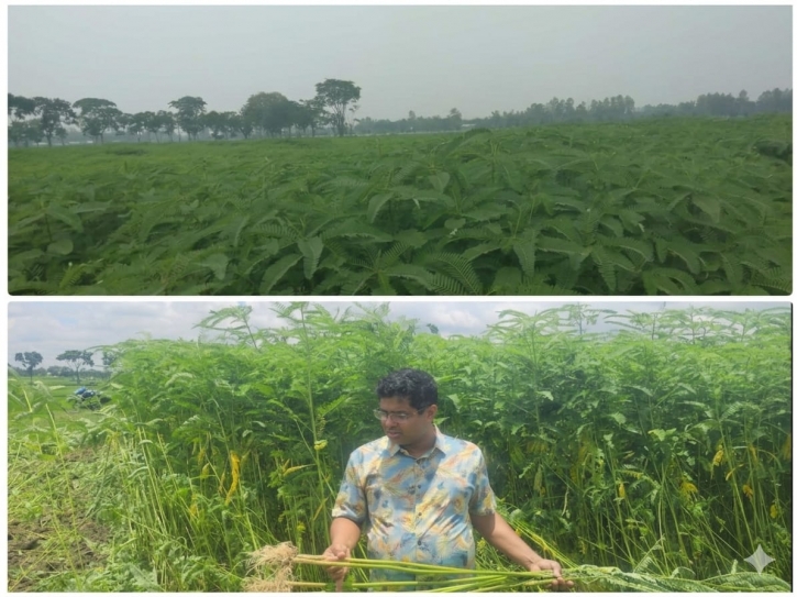 ​Silent Revolution of Green Manure at Nilphamari’s Domar BADC See