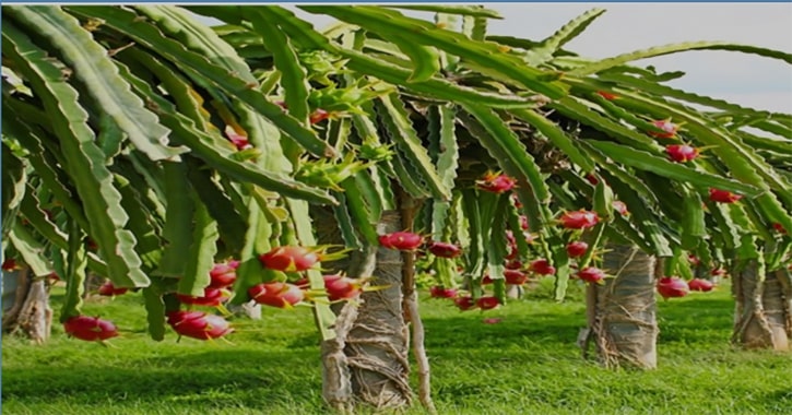 Immense opportunity of dragon fruits production in Bangladesh