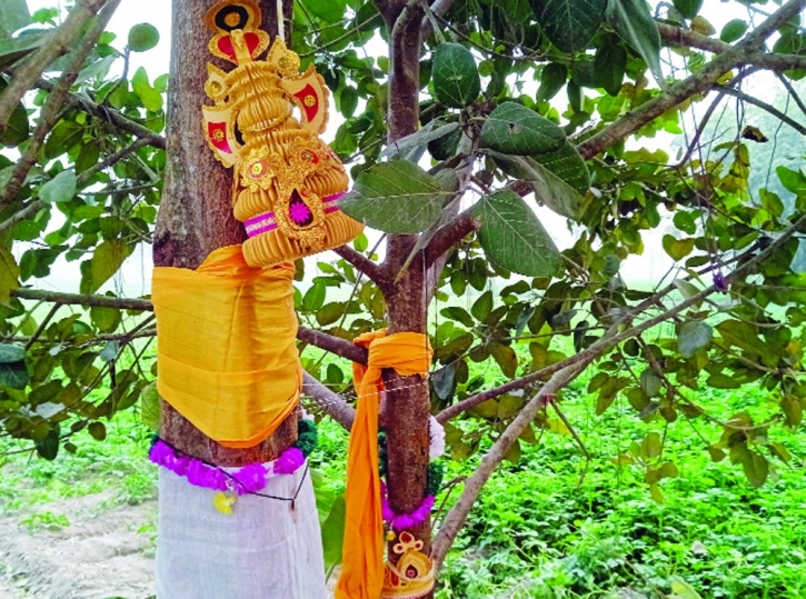 Exceptional marriage: Banyan tree as bride, Pakur as groom for prosperity
