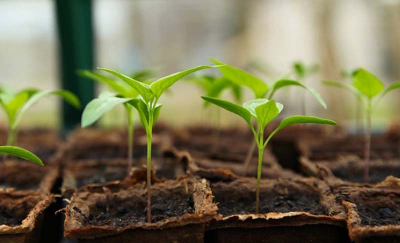 Jammu and Kashmir: Variety of vegetable seedlings available at Hi-Tech Polyhouse Shopian