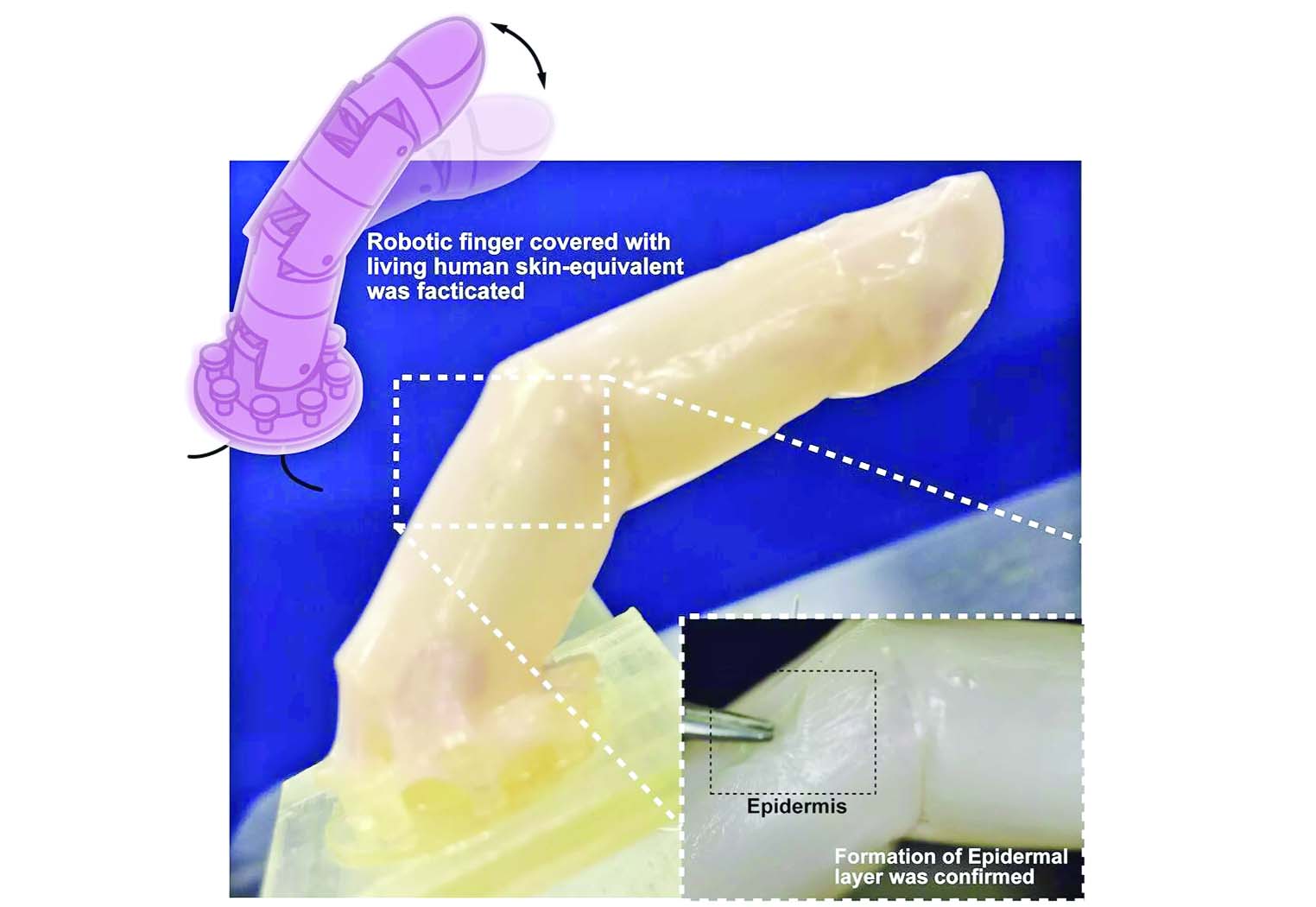 Robots have human like skin now