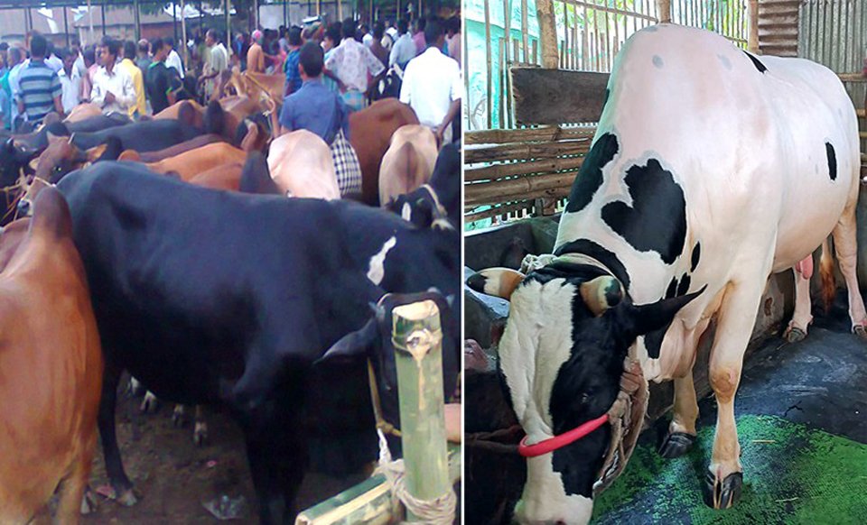 1,739 veterinary medical teams deployed in cattle markets across country